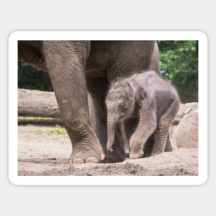 Baby elephant takes his first steps Sticker